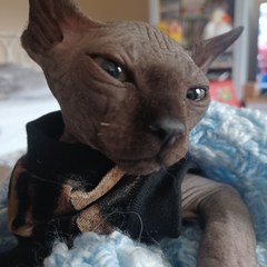 Kitten club