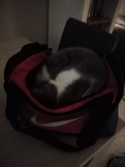 Cats in bags