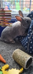 Rabbit gender help!