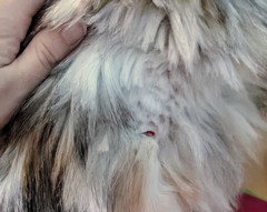 Help, I've cut my cat whilst de-matting her! (Warning, includes pic of small wound)