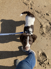 Puppy Survival Thread: surviving into 2022