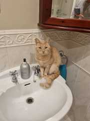 "When I get a cat it won't...."