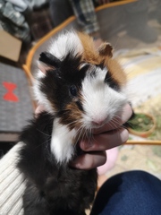 New Piggies - obligatory photo included