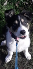 How do I get a dog?
