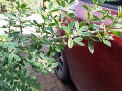 Name this broom (pruning help needed!)