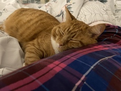 Show me your cats 🐈 😃