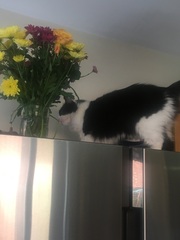I need your photos again - this time cats with bouquets/vases of flowers please