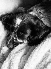 Puppy Survival Thread: surviving into 2022
