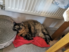 Can we have a 'that can't be comfortable' thread? I need cheering up!