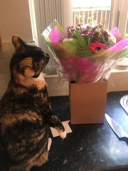 I need your photos again - this time cats with bouquets/vases of flowers please