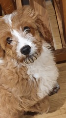 Puppy Survival Thread: surviving into 2022