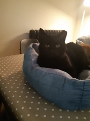 Show me your black cats!