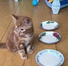 Kitten club