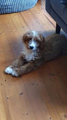 Puppy Survival Thread: surviving into 2022