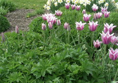 Cat owners and lilies:  AGAIN