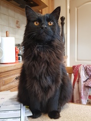Ollie, Paws, friends and family