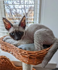 Kitten club