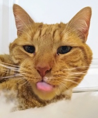 Why is everyone so obsessed with cats?