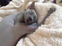 Any sphynx owners?