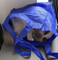 Cats in bags