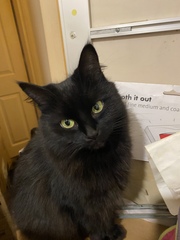 Border collie for first time dog owner?