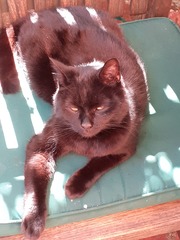 Show me your cats 🐈 😃