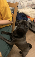 Best breed to live with cats and children