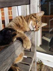 Thug cat part 4.  After all, it's not my Axminster.