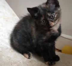 Kitten club