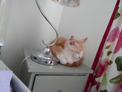 Keeping kitten out from under my wheelchair