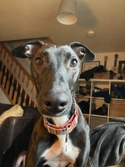 Do any of you have a pet that you actually just can't fucking stand?