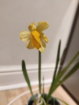 How to save these daffodils which are growing indoors?