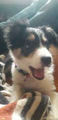Puppy Survival Thread: surviving into 2022