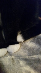 Show me your cats 🐈 😃