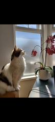 I need your photos again - this time cats with bouquets/vases of flowers please