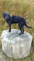 First time dog owner