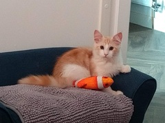 Keeping kitten out from under my wheelchair