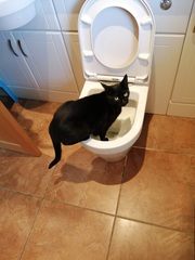 "When I get a cat it won't...."