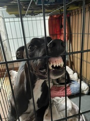 Do any of you have a pet that you actually just can't fucking stand?