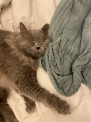 Do any of you have a pet that you actually just can't fucking stand?