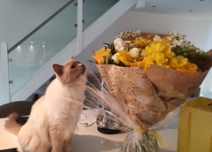 I need your photos again - this time cats with bouquets/vases of flowers please