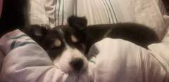 How do I get a dog?
