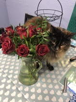 I need your photos again - this time cats with bouquets/vases of flowers please