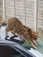 Thug cat part 4.  After all, it's not my Axminster.
