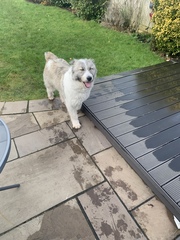 Dog tomorrow (eek!) but I’m injured