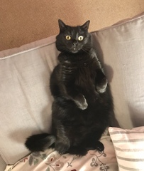 Can we have a 'that can't be comfortable' thread? I need cheering up!