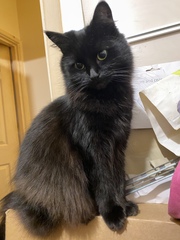 Border collie for first time dog owner?