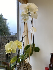 Anyone managed to keep an orchid alive?