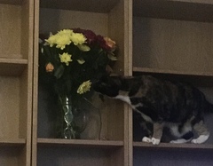 I need your photos again - this time cats with bouquets/vases of flowers please