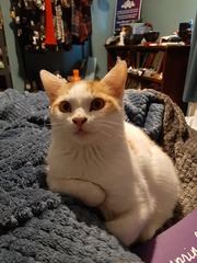 Brexit mega thread part 6: Invasion and Evasion